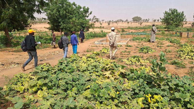 0212 niger agrofutur orto